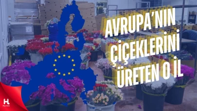 Avrupa'nın Çiçeklerini Üreten İşte O İl
