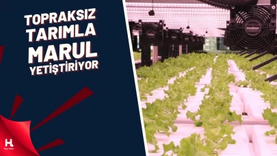 Tekstil Fabrikasında Topraksız Tarımla Marul Yetiştiriyor