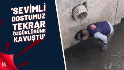Dere Yatağına Düşen Yavru Köpeği Kurtardılar
