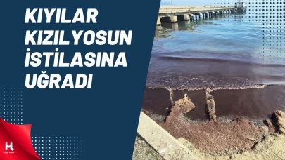Kıyılar Kızıl Yosun İstilasına Uğradı