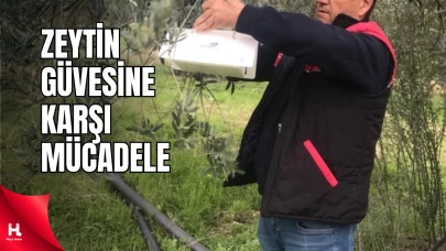 Balıkesir'de Zeytin Güvesine Karşı Tuzaklı Takip Yapılıyor