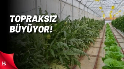 Darıca’da Enginar Hasadı İçin Geri Sayım Başladı