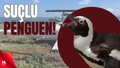 Bir Penguen Yüzünden Uçak Düştü!