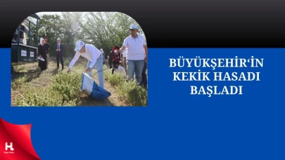 Kocaeli Büyükşehir Belediyesi’nin Kekik Hasadı Başladı