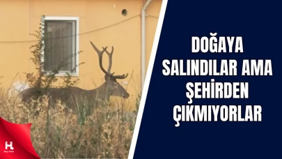 Kızıl Geyikler Şehir Merkezlerinde Gezinti Yapıyor