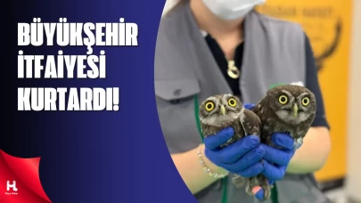 Büyükşehir İtfaiyesi Baykuşları Zarar Görmeden Kurtardı