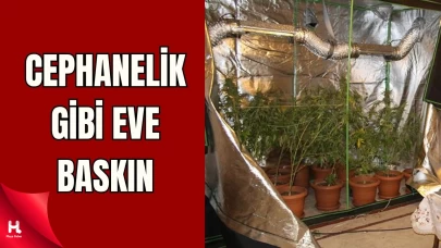 Kocaeli'de kenevir tarlası ve silah deposu eve büyük operasyon!