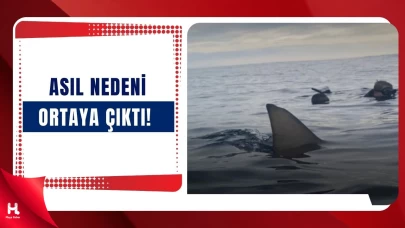 İstanbul Kıyılarına Köpek Balıkları İstila Etti!