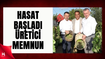 Kocaeli Bağlarında Hasat Sevinci: Üretici Memnun, Destek Sürüyor