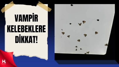 Vampir Kelebek İstilası Doğu Karadeniz'i Vurdu