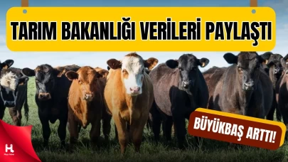 Türkiye’nin 2024 Hayvan Varlığı Raporu Açıklandı