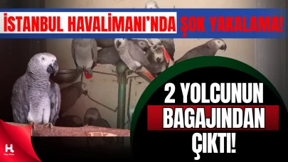 İstanbul Havalimanı’nda 20 Afrika Papağanı Ele Geçirildi
