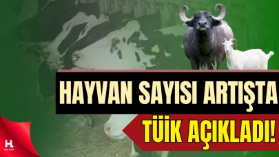 TÜİK açıkladı: Büyükbaş Hayvan Sayısında Yüzde 4,3 Arttış Yaşandı