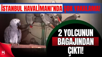 İstanbul Havalimanı’nda 20 Afrika Papağanı Ele Geçirildi