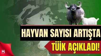 TÜİK açıkladı: Büyükbaş Hayvan Sayısında Yüzde 4,3 Arttış Yaşandı