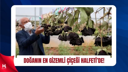 Halfeti’de Efsane Karagül İçin Hasat Sezonu Başladı