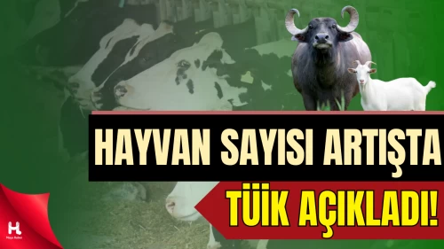 TÜİK açıkladı: Büyükbaş Hayvan Sayısında Yüzde 4,3 Arttış Yaşandı
