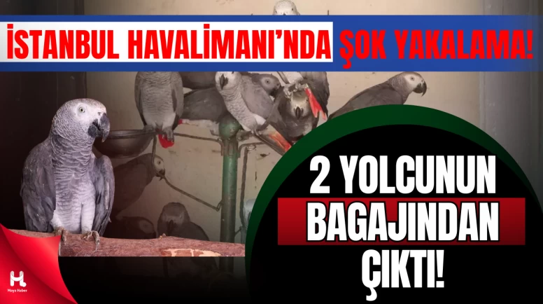 İstanbul Havalimanı’nda 20 Afrika Papağanı Ele Geçirildi