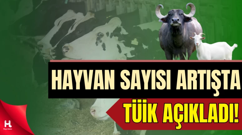 TÜİK açıkladı: Büyükbaş Hayvan Sayısında Yüzde 4,3 Arttış Yaşandı