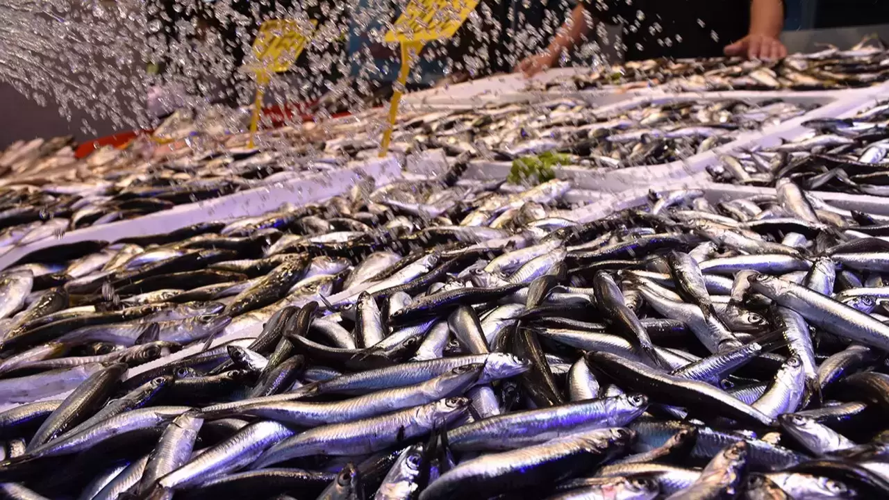 Trabzon'da hamsinin kilogramı 200 liradan satılıyor - Ekonomim