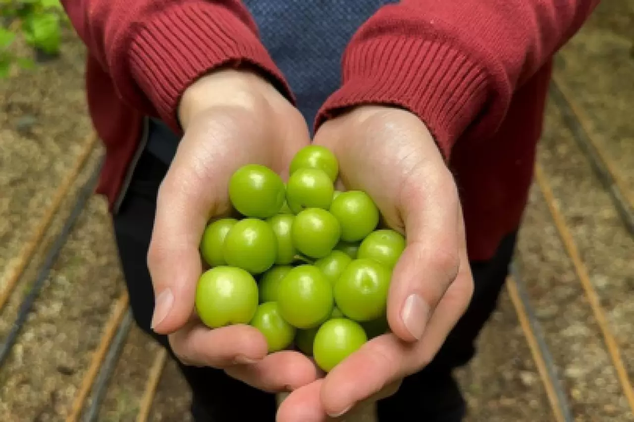İlk erik hasadı yapıldı, kilosu dudak uçuklattı