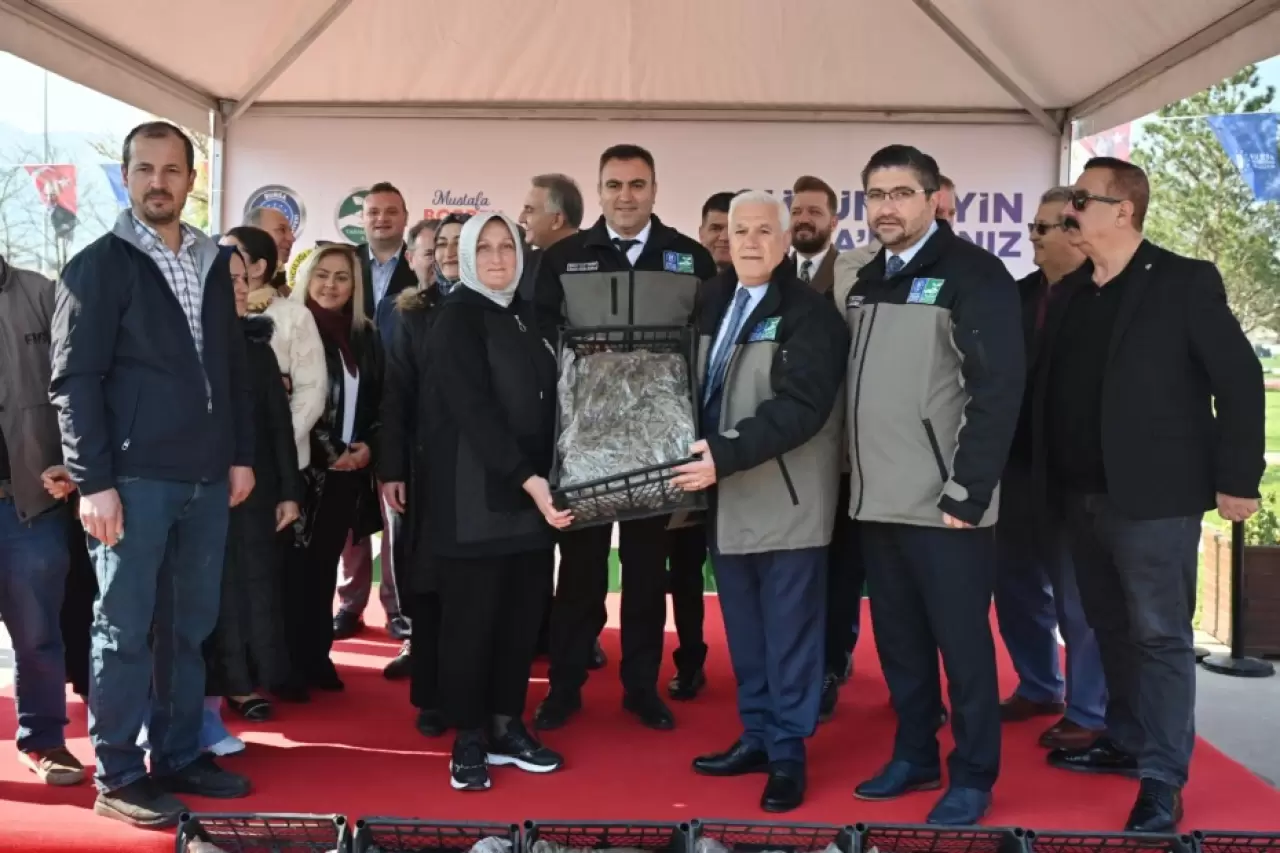 Büyükşehir'den çiftçiye 1 milyon 222 bin adet çilek fidesi | Kent Gazetesi
