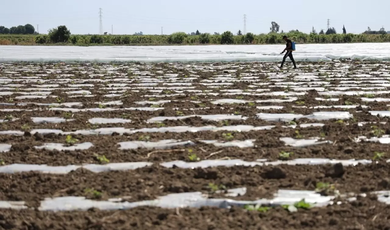 Adana'da hasat için geri sayım başladı: Kilosunun 10 lira olması bekleniyor..