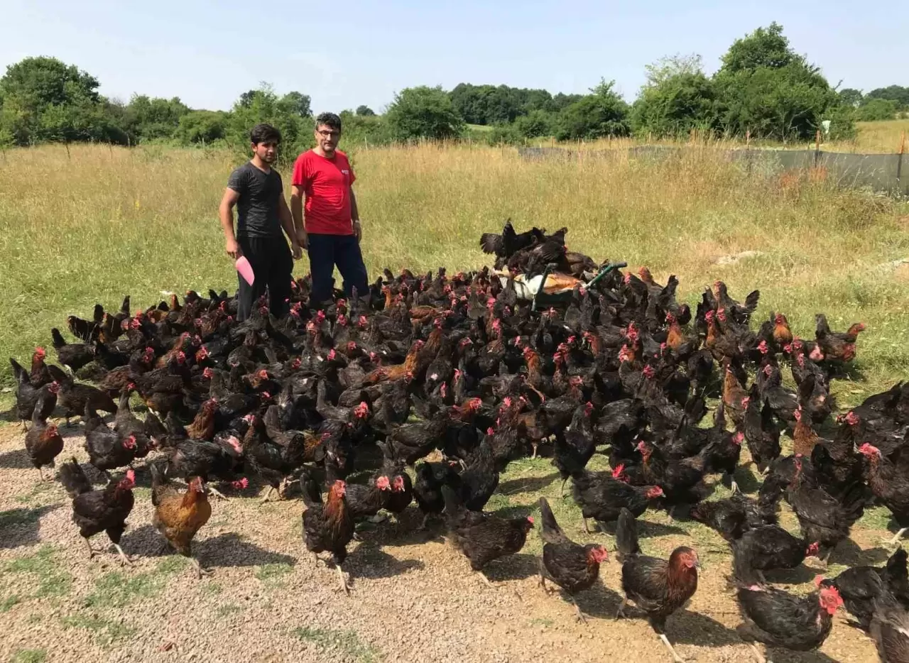 Üreticiye yüzde 50 hibeli yumurta tavuğu desteği İhlas Haber Ajansı