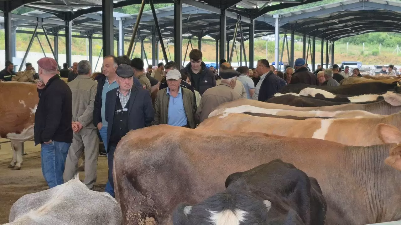 Bayrama sayılı günler kala kurban pazarları hareketlendi - Köroğlu Gazetesi  | Bolu son dakika haberler