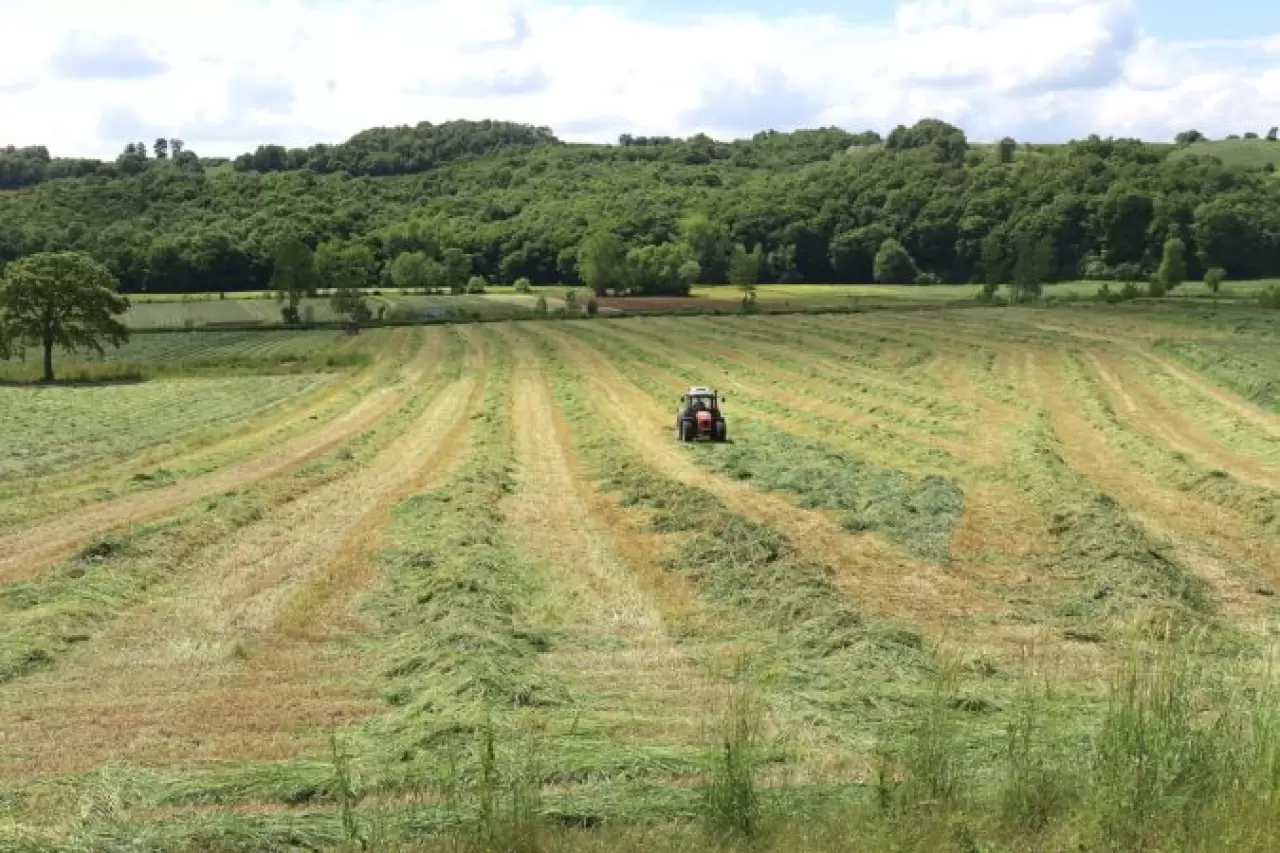 Kocaeli'nde "süt otu" hasadı başladı - Kartepe Şehir