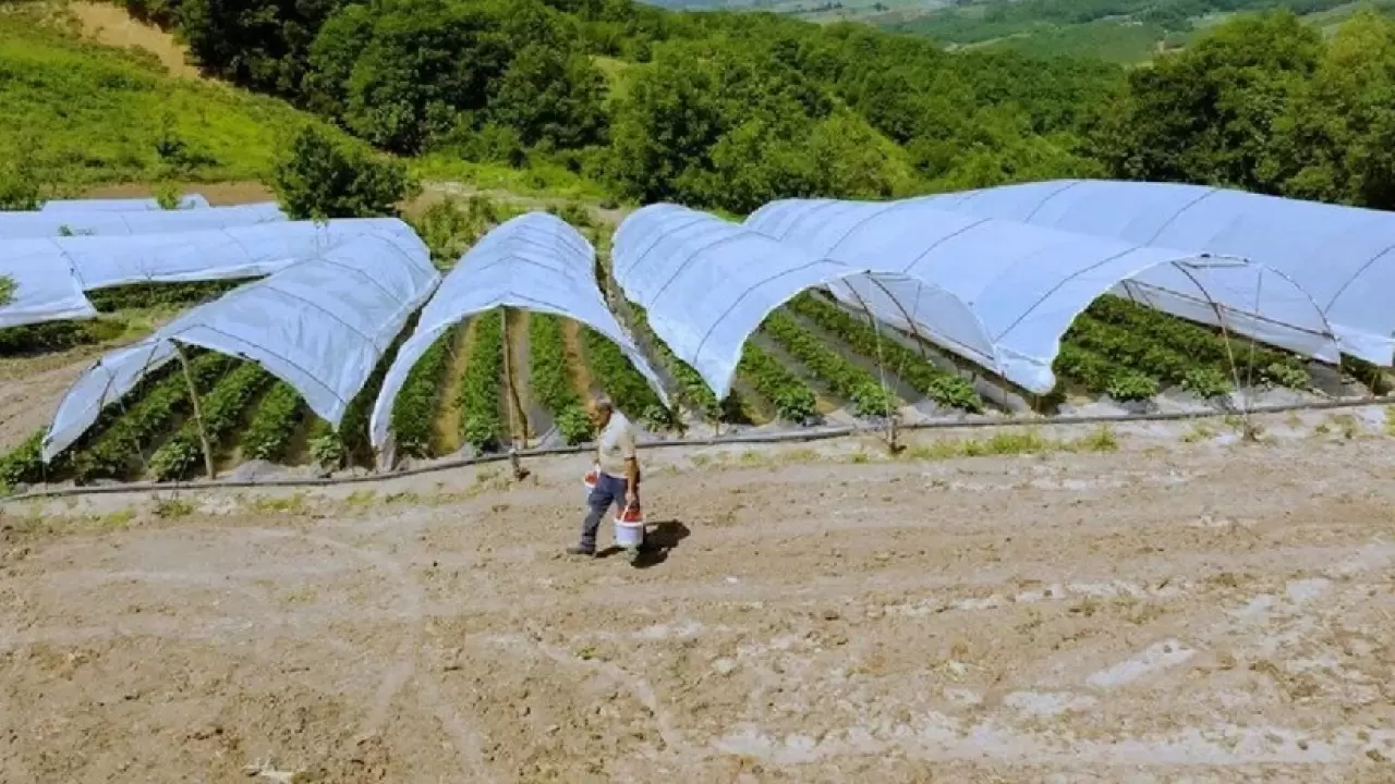 Kocaeli'de İlk Hasat Başladı! Kendine Has Lezzetiyle Pazarda Fark Yaratıyor