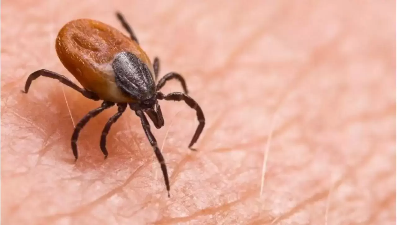 Kene kabusu büyüdü: Ölü sayısı 8'e çıktı - Son Dakika Türkiye Haberleri |  NTV Haber