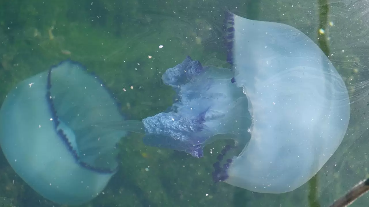Müsilaj bitti bu kez denizanası kabusu başladı - Sakarya'nın Haber Kaynağı